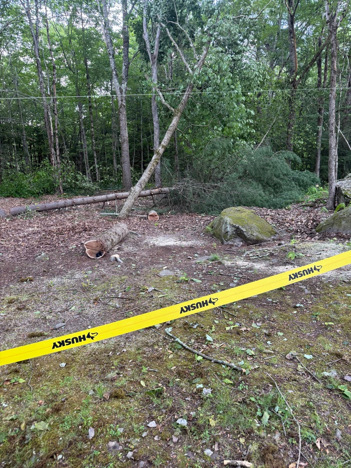 Tree Removal project cover